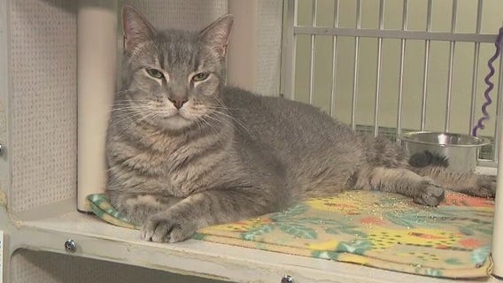 Arizona animal welfare organizations aim to keep pets at home