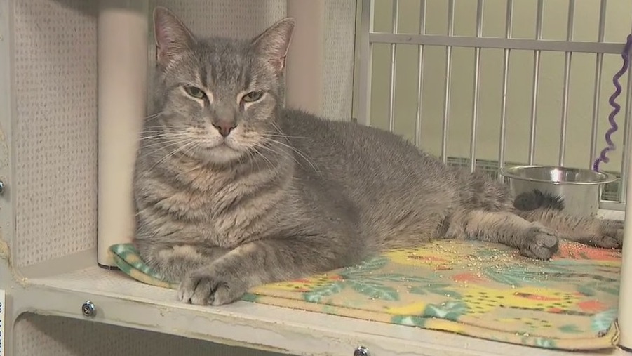 Arizona animal welfare organizations aim to keep pets at home