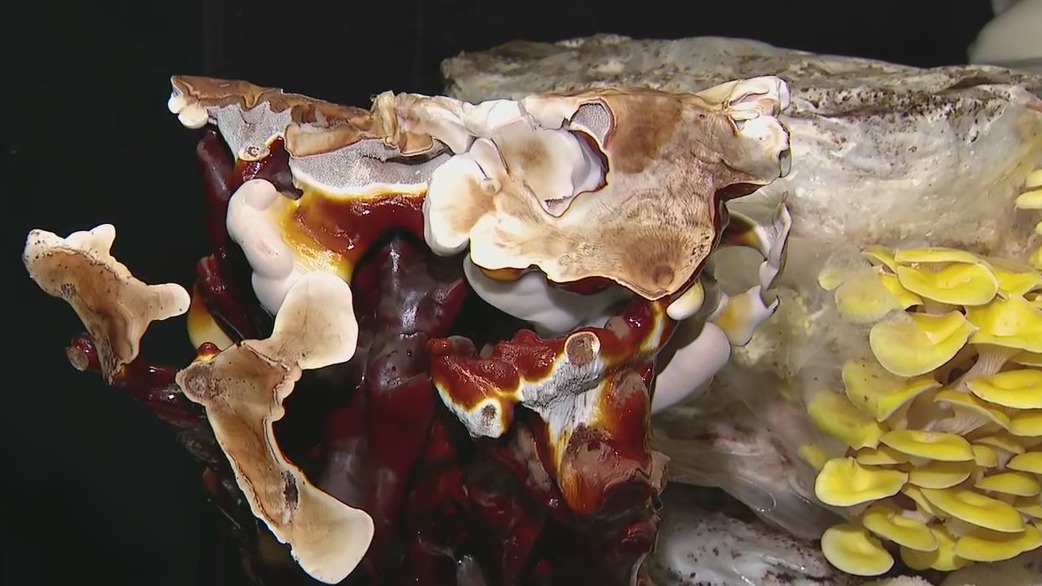 Mushroom laboratory at Southwest Mushrooms