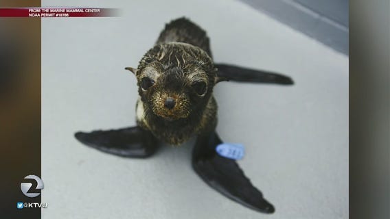 Point Reyes: Protected fur seal killed in mauling by off-leash dog