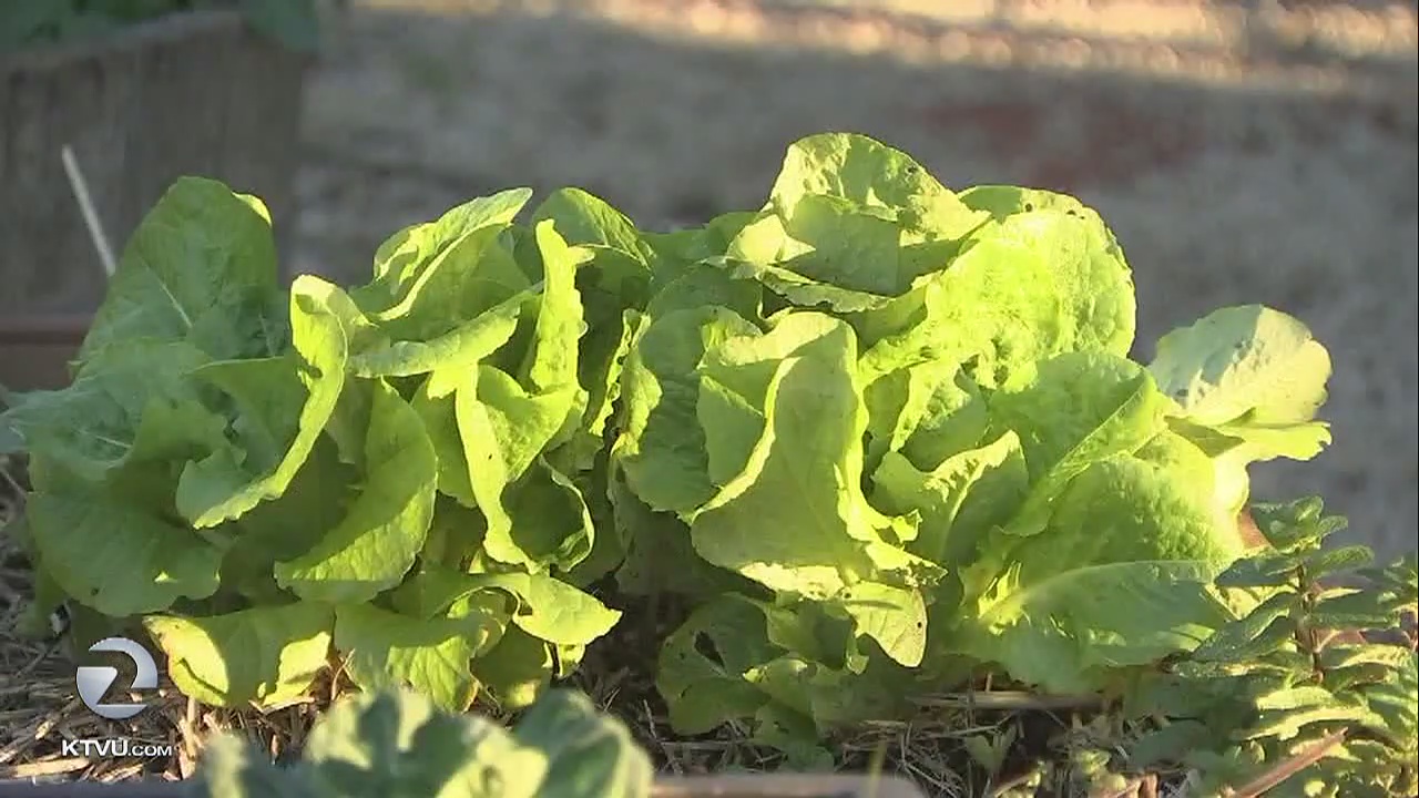 San Jose: Neighbors fear Google 'mega campus' will oust 20-year community garden