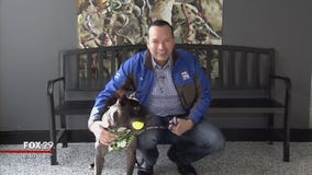 These furry friends are searching for furever homes!