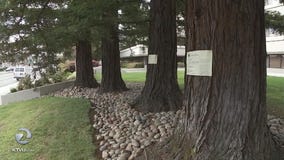 Menlo Park commission votes to cut down 7 trees despite pleas to save the redwoods