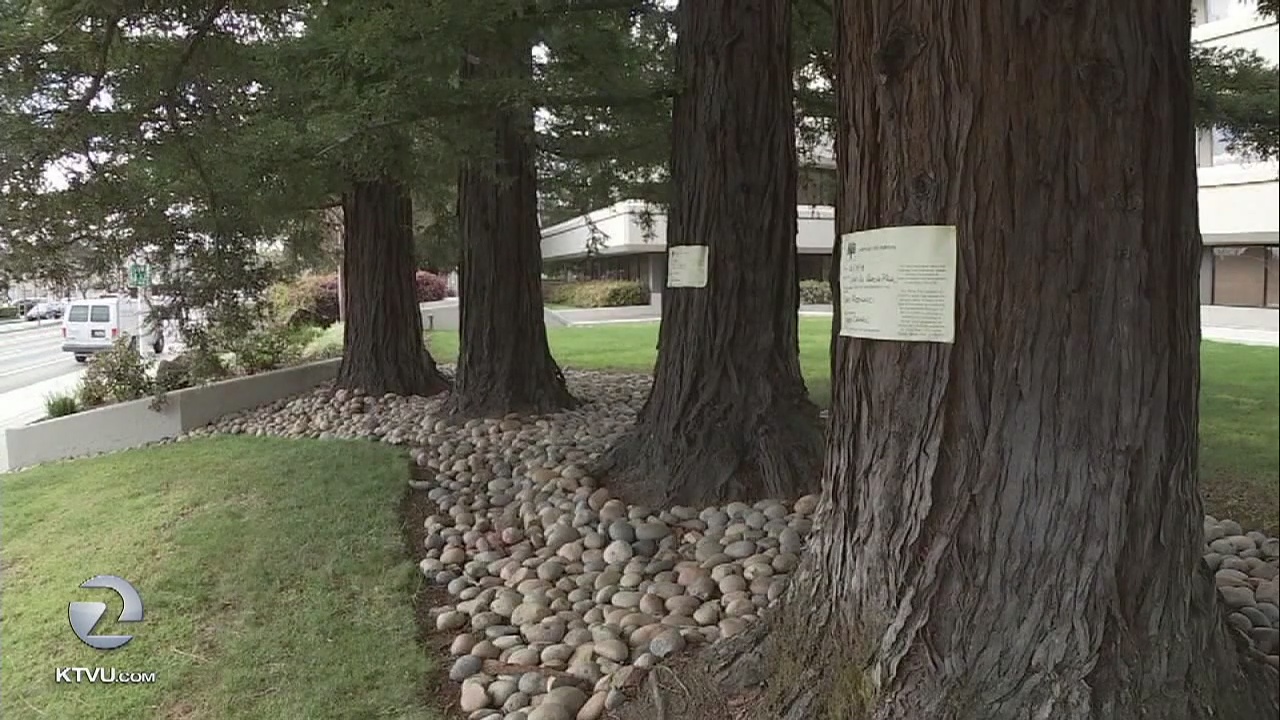 Menlo Park commission votes to cut down 7 trees despite pleas to save the redwoods