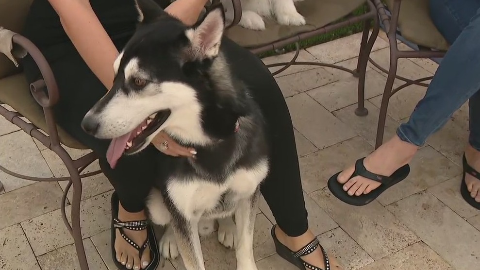 Husky shot by dozens of BB pellets recovers, finds forever home