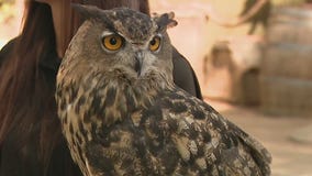 Eurasian eagle-owl at Wildlife World Zoo