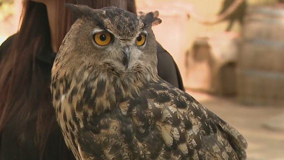 Eurasian eagle-owl at Wildlife World Zoo