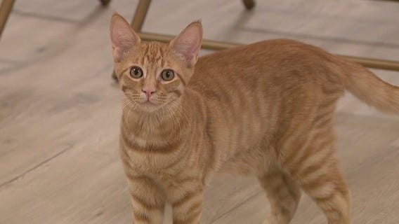 Adopt or play with cats at newly open Kitty Pause Kitty Caf? in Mesa