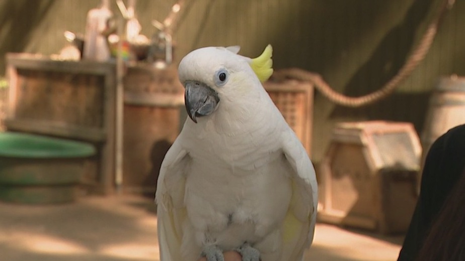 Wildlife World Zoo shows off its 18-year-old Sulfur Crested Cockatoo