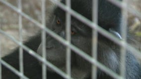 Mangabey monkeys at Wildlife World Zoo