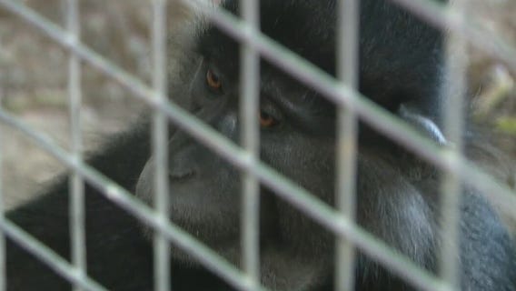 Mangabey monkeys at Wildlife World Zoo