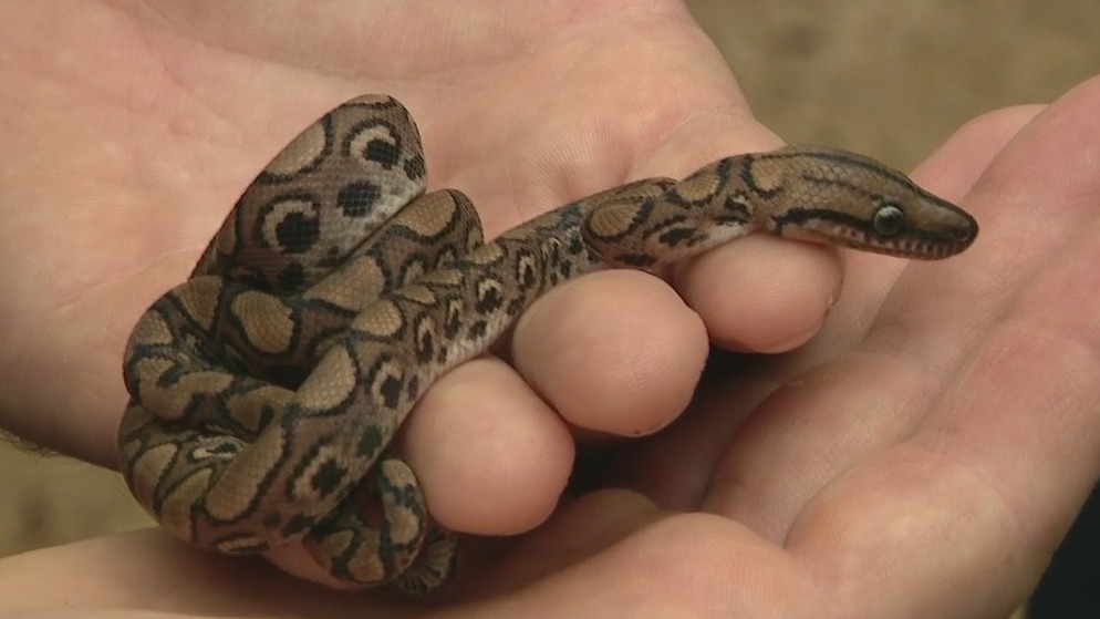 Special baby rainbow boa born at the Phoenix Zoo