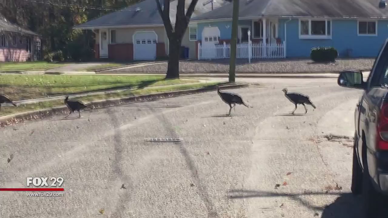 Hank's Take: Turkey trouble in Toms River
