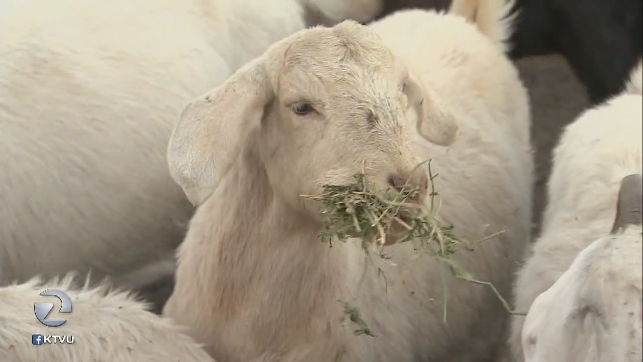 Thieves steal herd of pregnant goats, reward offered