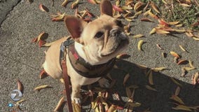 Santa Rosa: Dog owners desperately search for stolen 'family member'