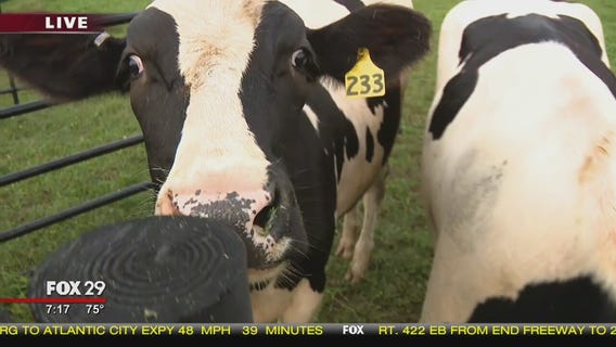 Town Takeover: Bob feeds the calves at Country Market