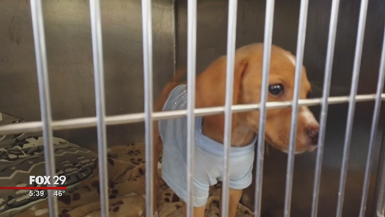 Home for the Holidays: Local shelter launches fostering program