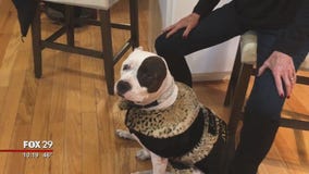 Dog given second chance at life recognized as ASPCA's Dog of the Year