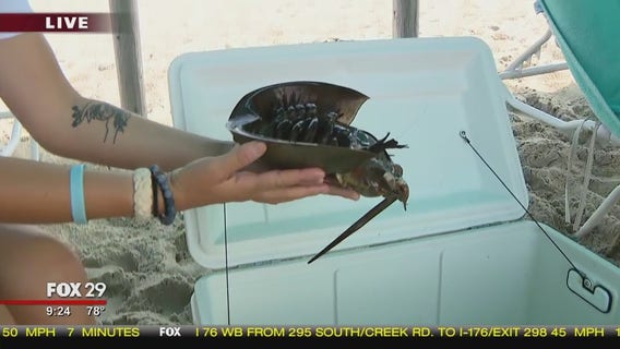 Town Takeover: Bob hits the beach in Cape May