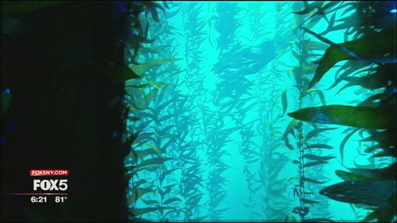 National Geographic Encounter: Ocean Odyssey