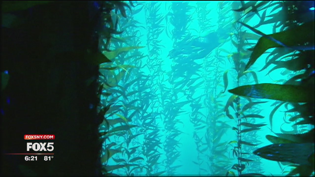 National Geographic Encounter: Ocean Odyssey