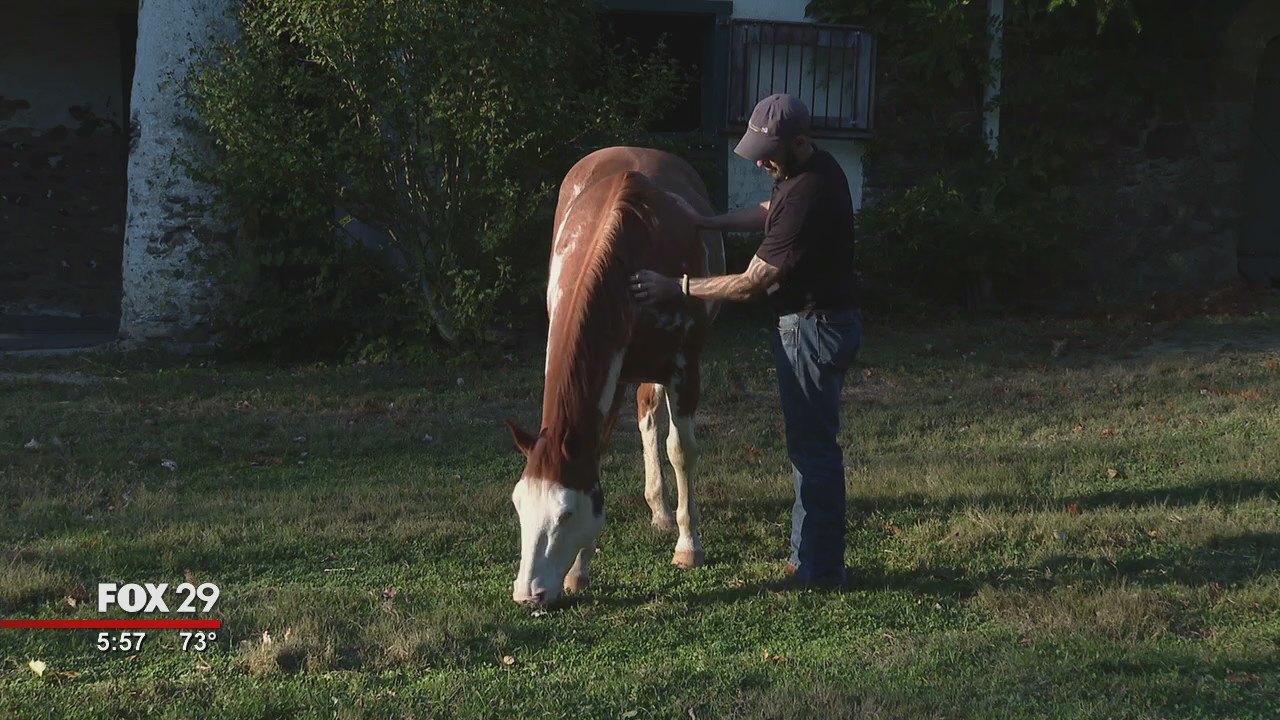 Equine assisted therapy helps veterans transition to life after combat