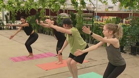 Yoga classes held at Phoenix plant nursery