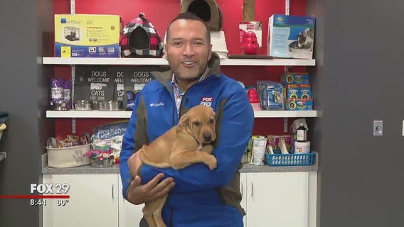 Dogs, cats searching for furever homes at Brandywine Valley SPCA