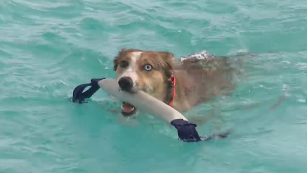 TonoPaws K9 Swim Center