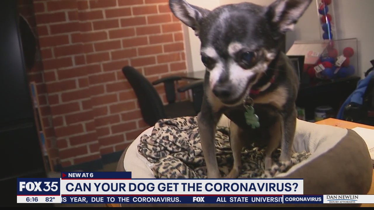 Can your pet get coronavirus?