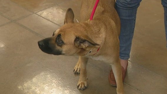Arizona Humane Society waiving adoption fees Oct. 4-10