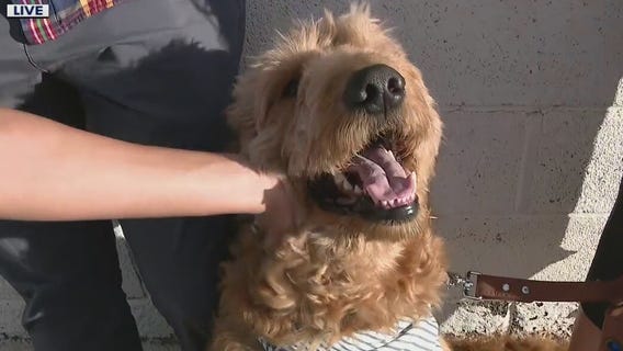 Revisiting Simba the dog, who survived 200-foot fall off cliff