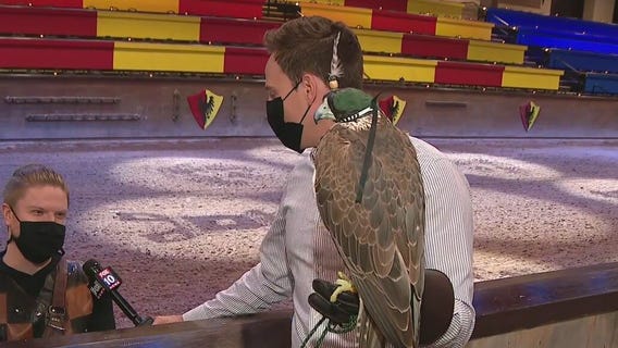 Falconry at Medieval Times