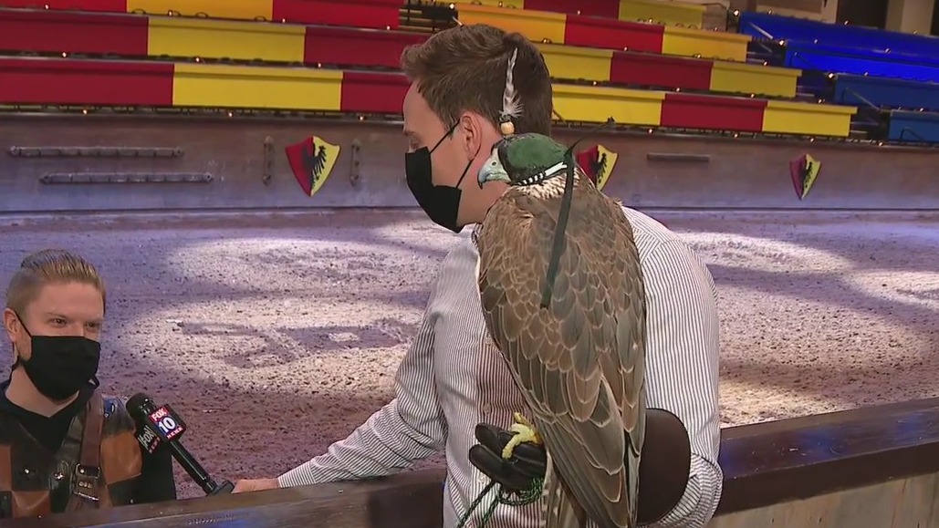Falconry at Medieval Times