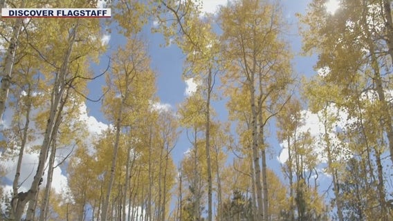 Flagstaff group rolls out 'Leaf-O-Meter' to help people find the best fall colors locations