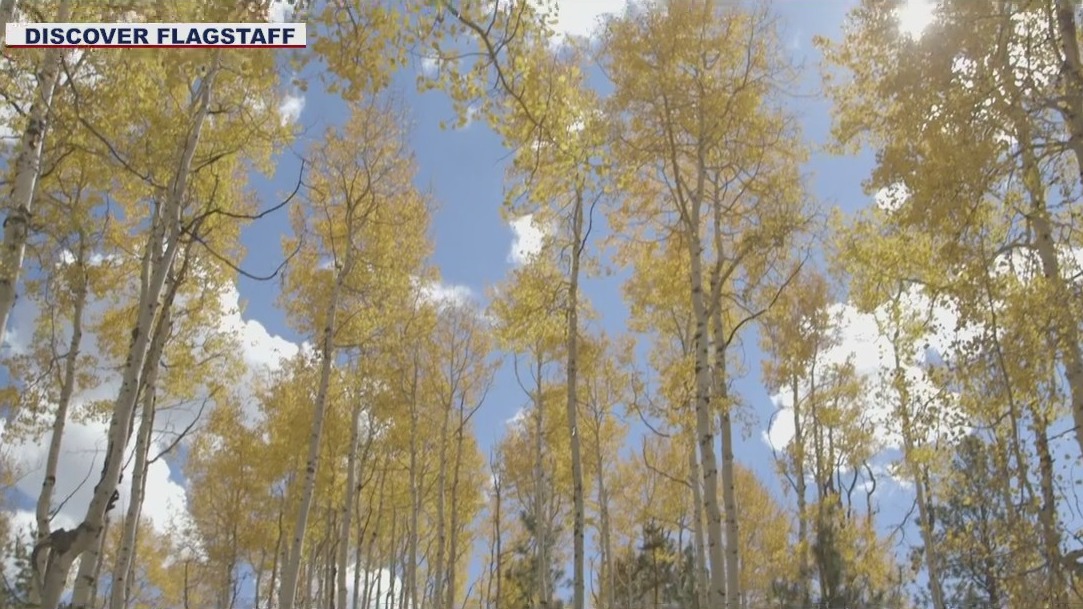 Flagstaff group rolls out 'Leaf-O-Meter' to help people find the best fall colors locations