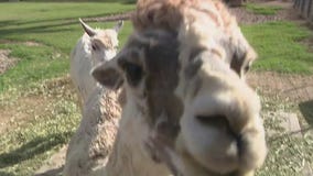 Wildlife World Zoo: Alpaca, black-throated monitor