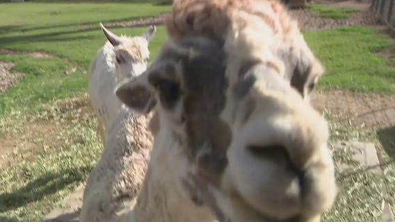 Wildlife World Zoo: Alpaca, black-throated monitor