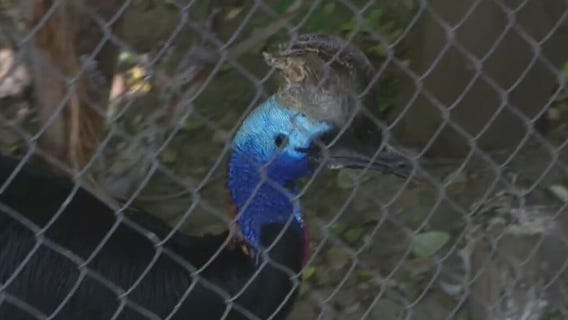 Wildlife World Zoo: Cassowaries