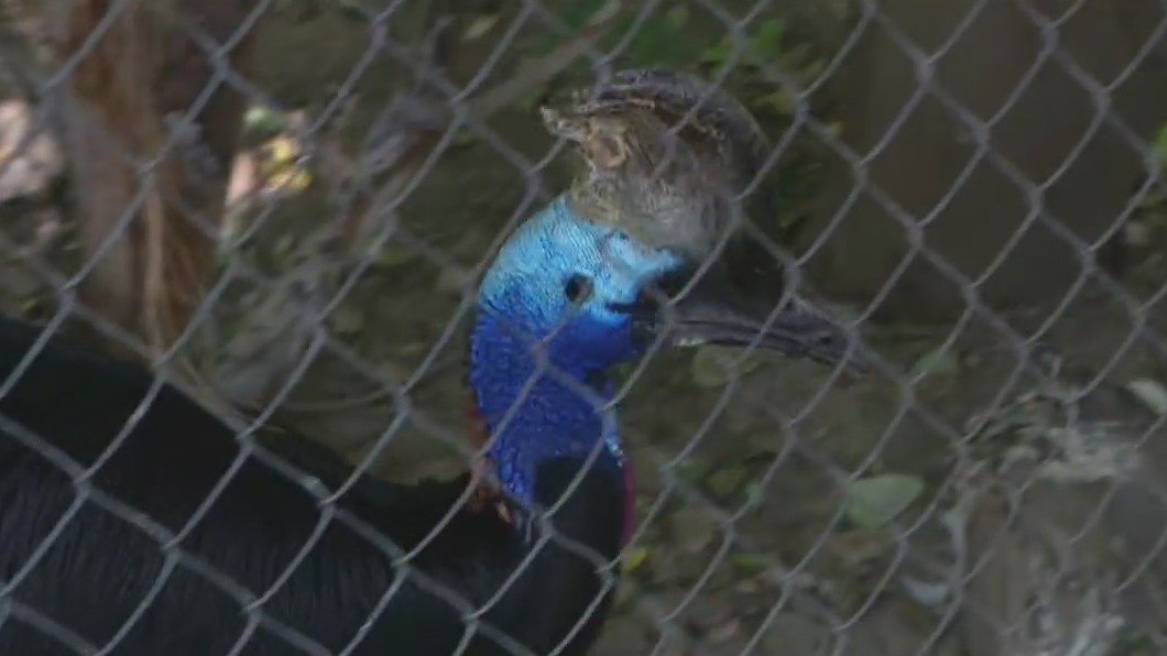 Wildlife World Zoo: Cassowaries