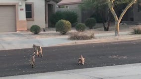 Caught on camera: Bobcats roaming through Goodyear neighborhood
