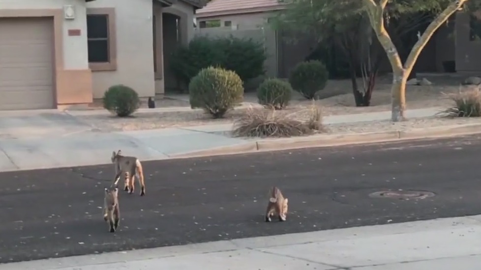 Caught on camera: Bobcats roaming through Goodyear neighborhood