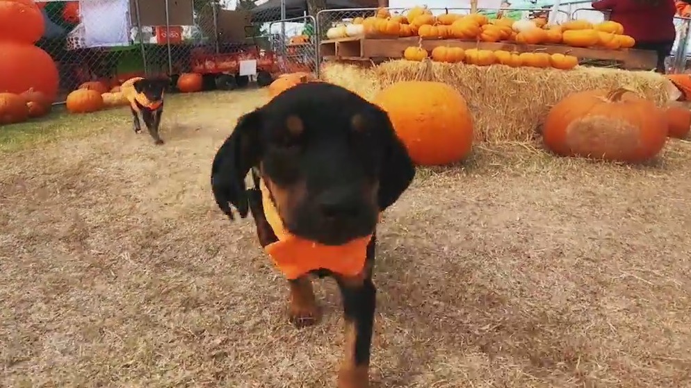 Pumpkins and Puppies: Fundraiser for Desert Tails Shelter in Tempe
