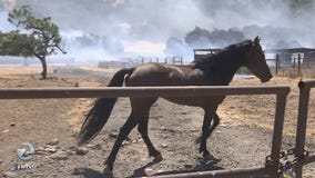 4 horses killed in Morgan Hill wildfire