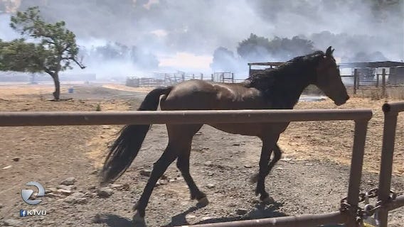 4 horses killed in Morgan Hill wildfire