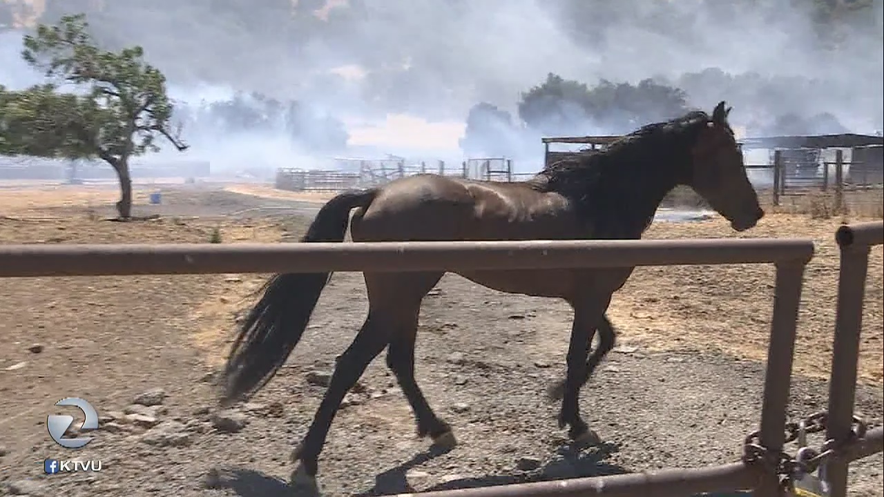 4 horses killed in Morgan Hill wildfire