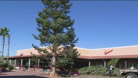 Arizona's largest Christmas tree returns to Anthem