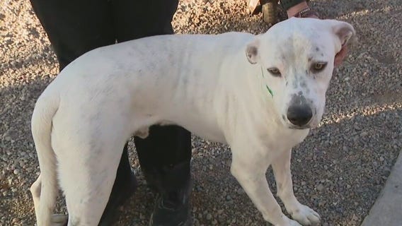 Bruno goes up for adoption after shelter can't find owners