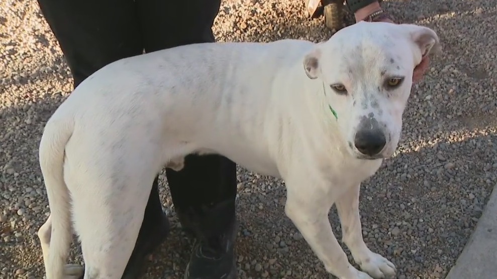 Bruno goes up for adoption after shelter can't find owners