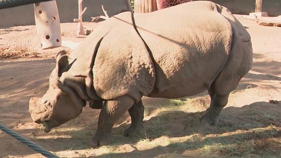 Baby rhino arrives at the Phoenix Zoo